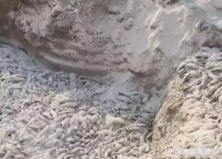 网箱鱼接连死亡,网箱鱼死亡人数