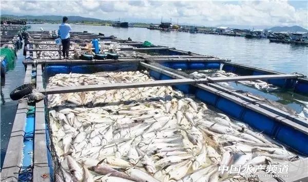 网箱鱼接连死亡,网箱鱼死亡人数