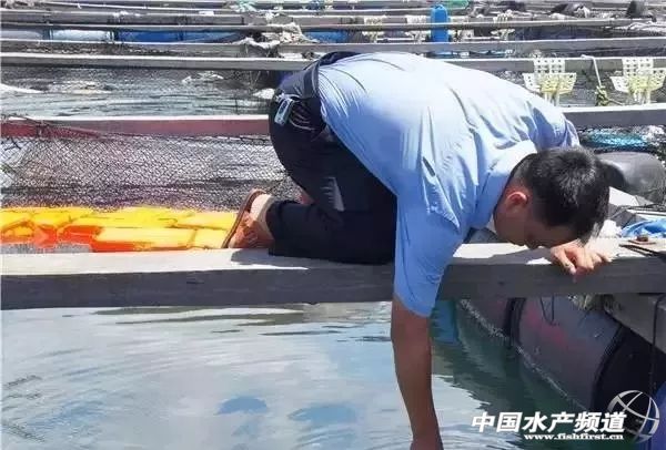 网箱鱼接连死亡,网箱鱼死亡人数