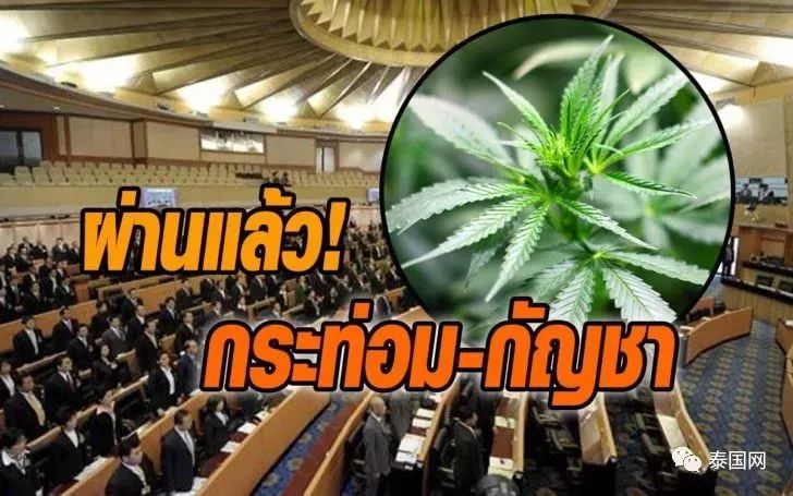 泰国代购必买物品清单711,泰国大麻合法新闻通告