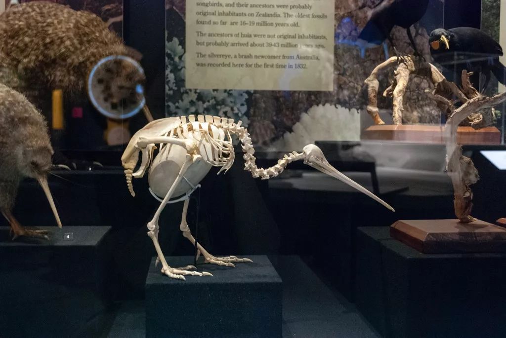 新西兰的国鸟竟是如此模样,新西兰的国鸟是哪种奇特无比的鸟