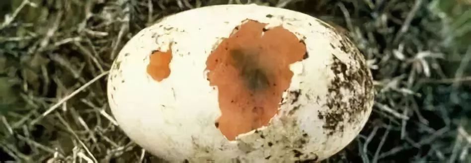 新西兰的国鸟竟是如此模样,新西兰的国鸟是哪种奇特无比的鸟