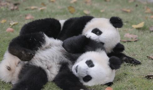 上海旅游景点年卡延期,上海旅游年卡景点一览表