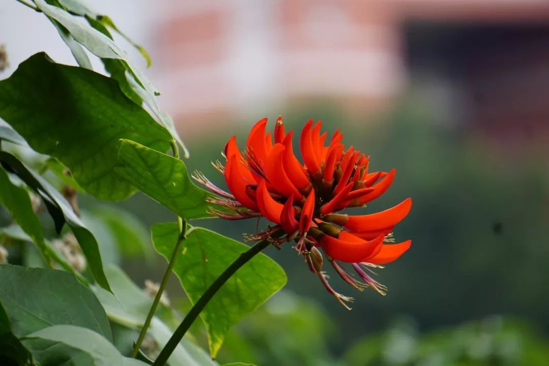 华南植物园吉祥花图片,华南植物园禾雀花观赏时间