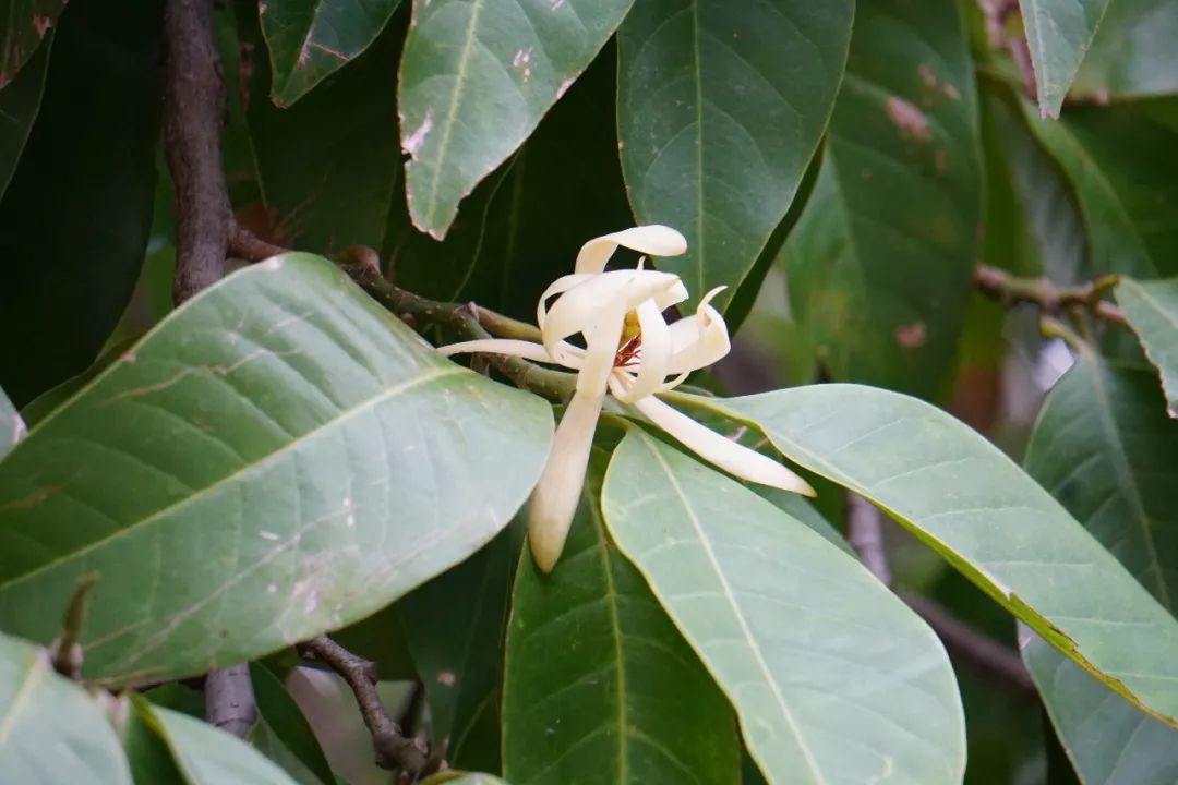 华南植物园吉祥花图片,华南植物园禾雀花观赏时间