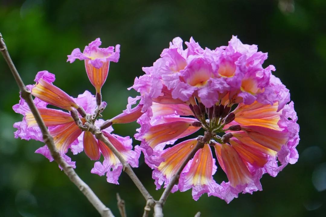 华南植物园吉祥花图片,华南植物园禾雀花观赏时间