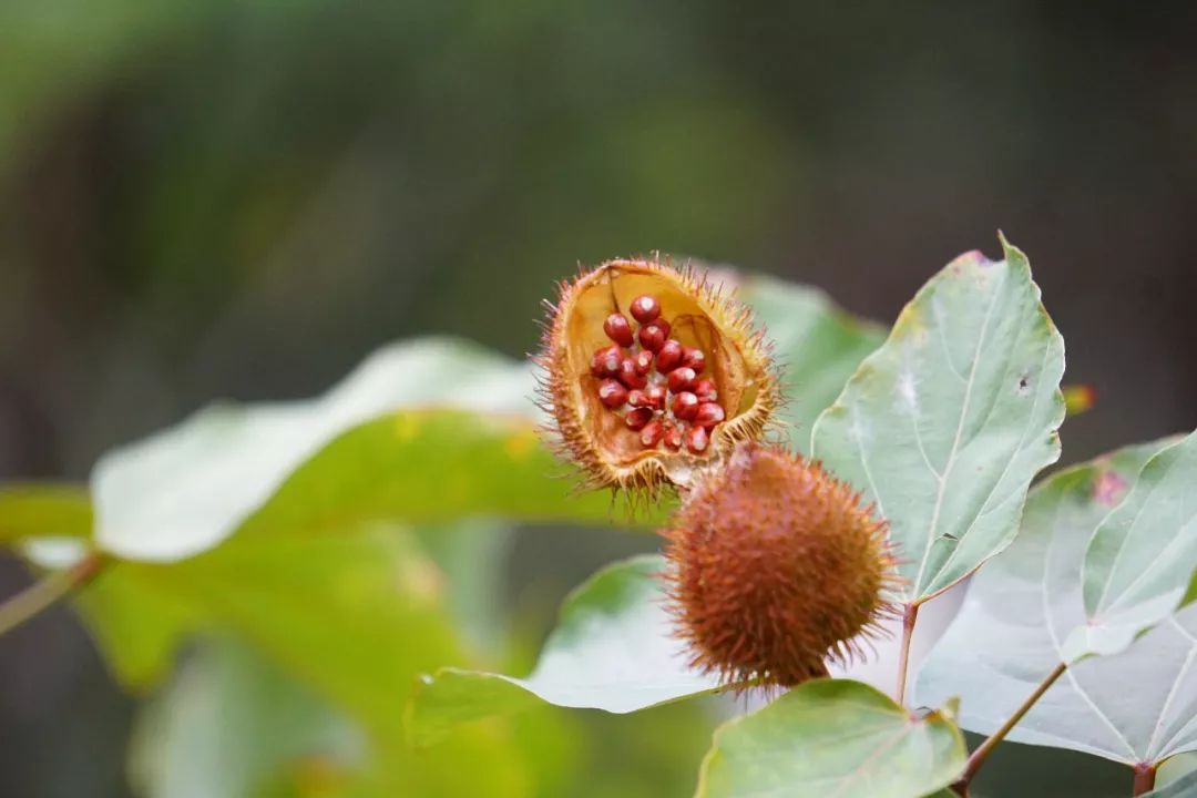 华南植物园吉祥花图片,华南植物园禾雀花观赏时间