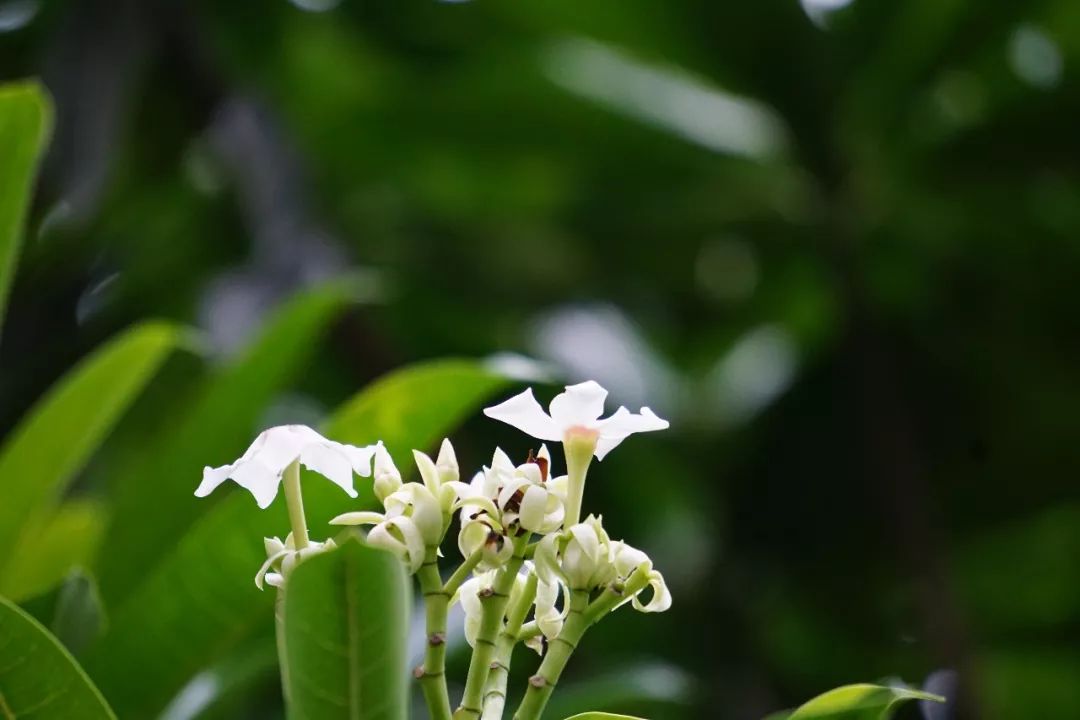华南植物园吉祥花图片,华南植物园禾雀花观赏时间