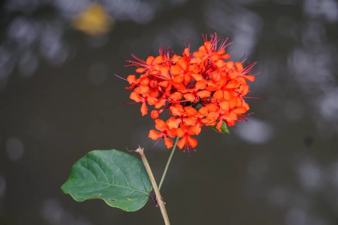 华南植物园吉祥花图片,华南植物园禾雀花观赏时间