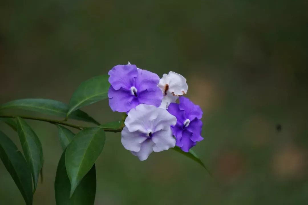 华南植物园吉祥花图片,华南植物园禾雀花观赏时间