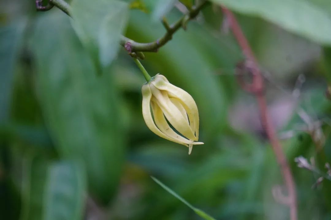华南植物园吉祥花图片,华南植物园禾雀花观赏时间