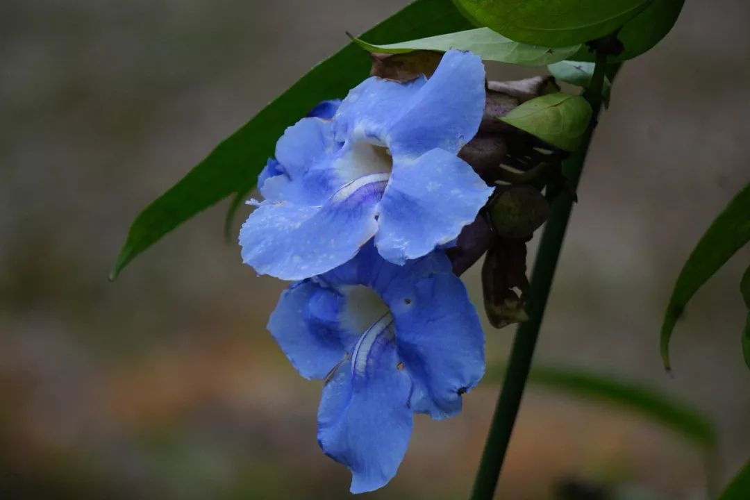 华南植物园吉祥花图片,华南植物园禾雀花观赏时间