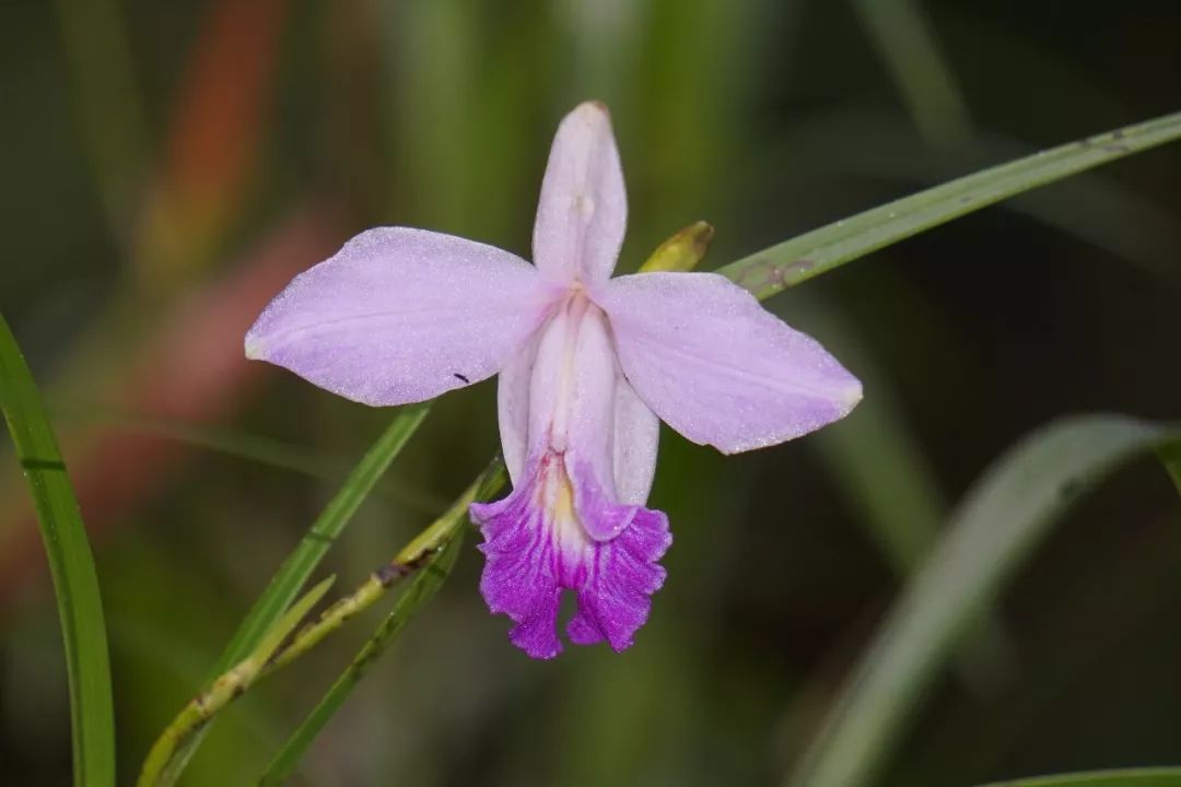 华南植物园吉祥花图片,华南植物园禾雀花观赏时间