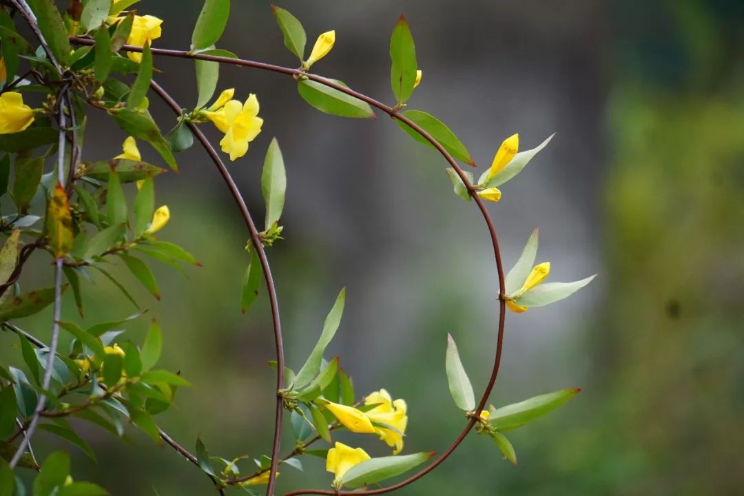 华南植物园吉祥花图片,华南植物园禾雀花观赏时间