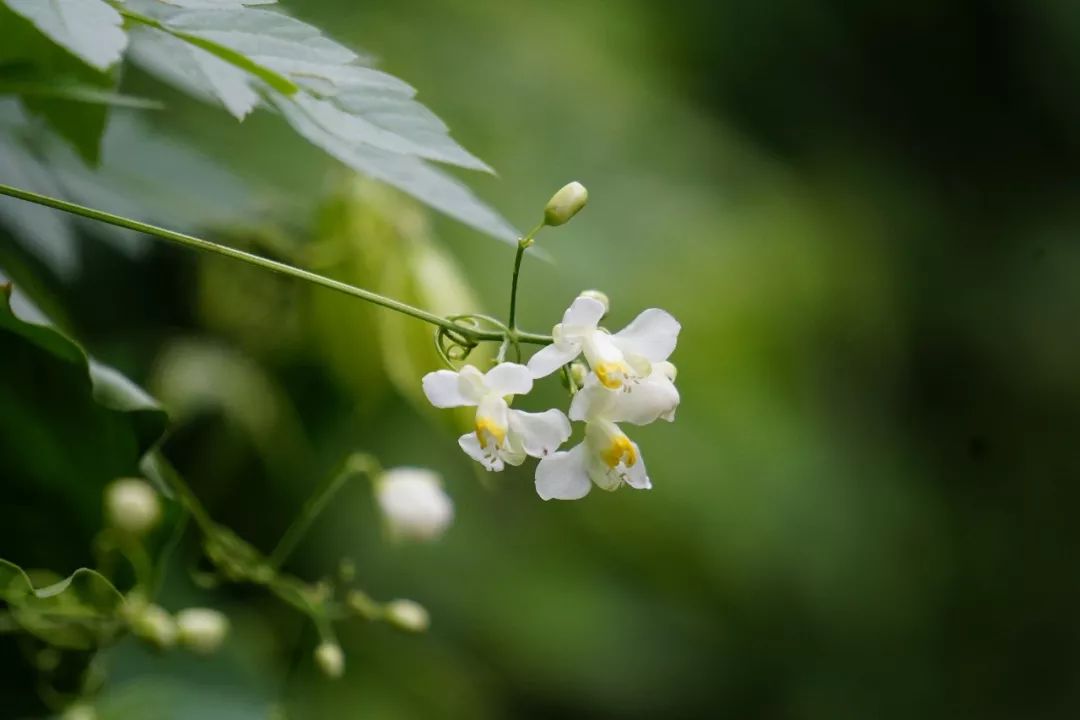 华南植物园吉祥花图片,华南植物园禾雀花观赏时间