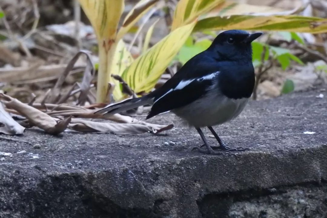 华南植物园吉祥花图片,华南植物园禾雀花观赏时间
