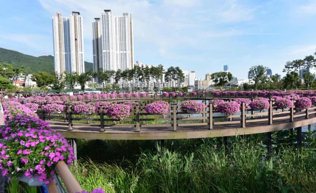 园林大讲堂｜清溪川：韩国人最引以为傲的生态改造项目