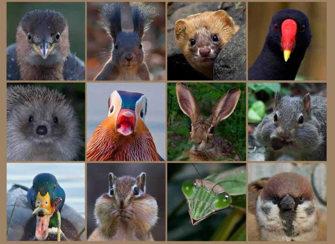 身边没有野生动物？也许是你不够慢