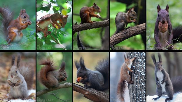 身边没有野生动物？也许是你不够慢