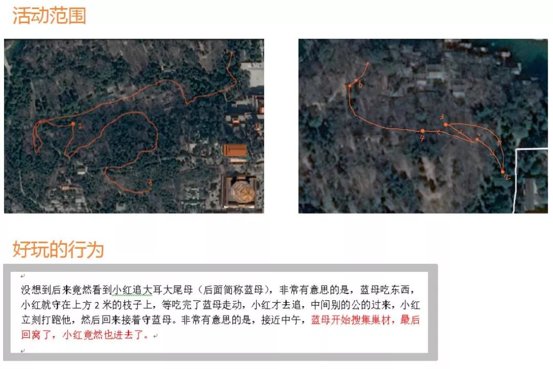 身边没有野生动物？也许是你不够慢