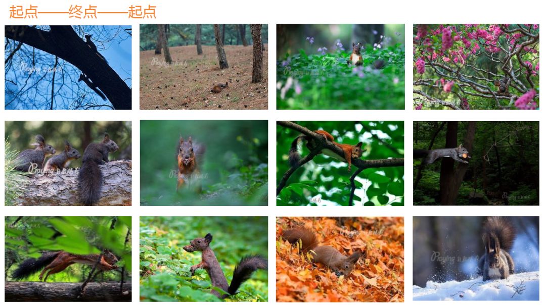 身边没有野生动物？也许是你不够慢