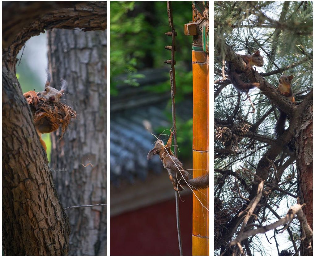 身边没有野生动物？也许是你不够慢