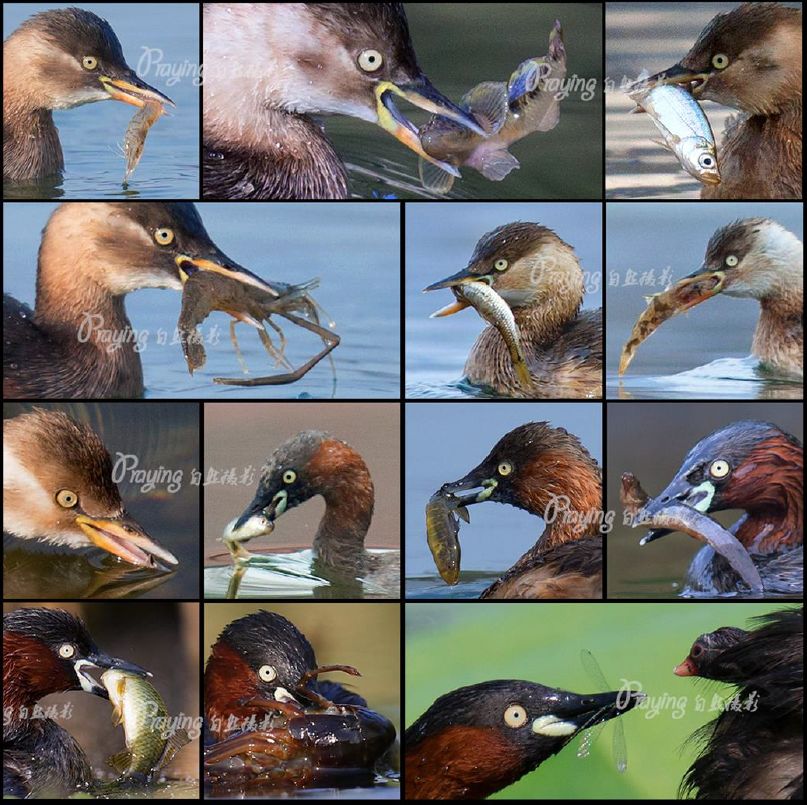 身边没有野生动物？也许是你不够慢