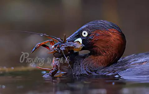 身边没有野生动物？也许是你不够慢