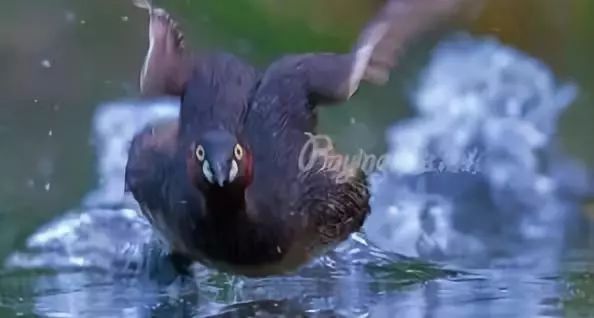 身边没有野生动物？也许是你不够慢