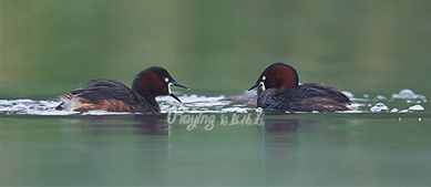 身边没有野生动物？也许是你不够慢
