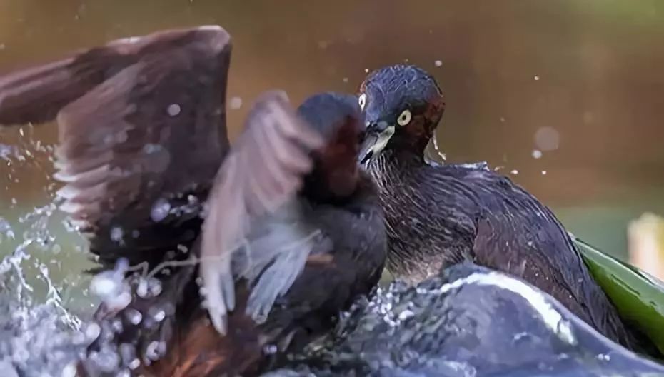 身边没有野生动物？也许是你不够慢