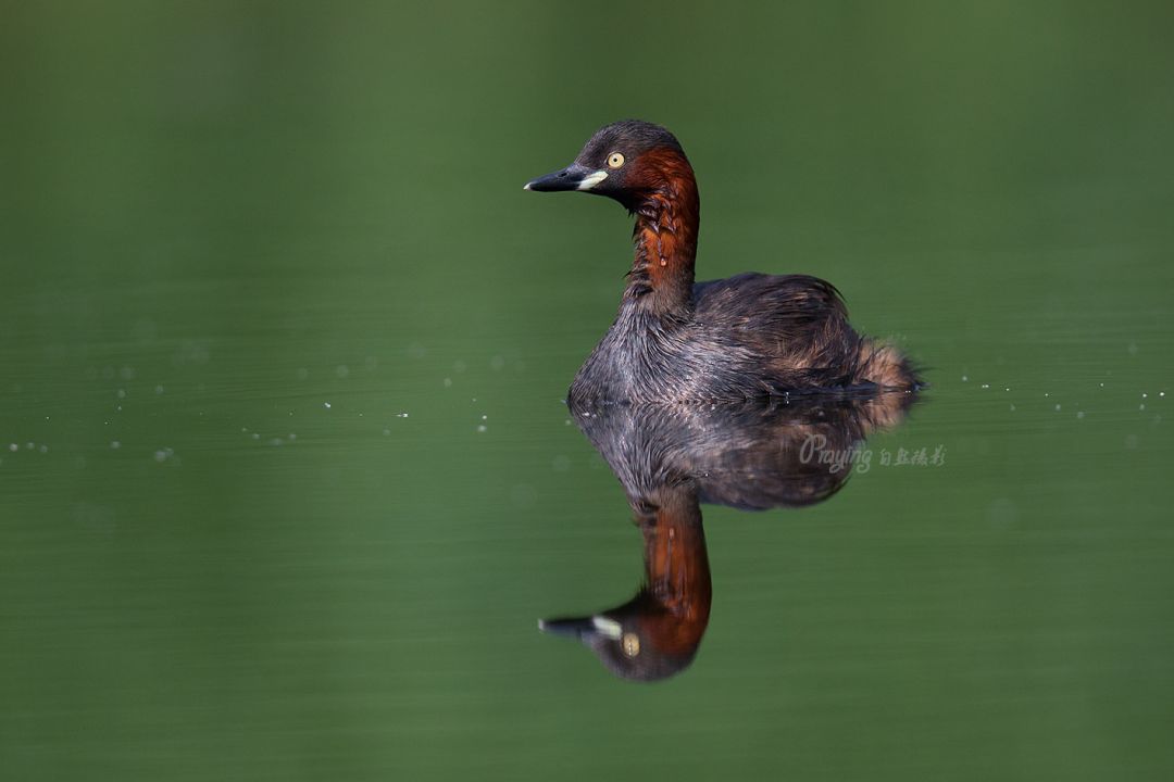 身边没有野生动物？也许是你不够慢