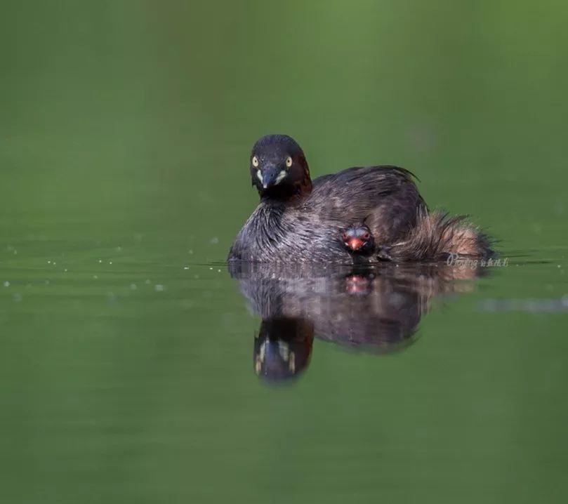 身边没有野生动物？也许是你不够慢