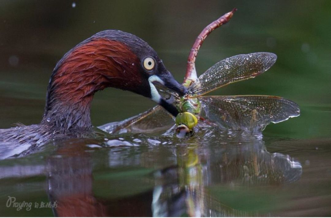 身边没有野生动物？也许是你不够慢