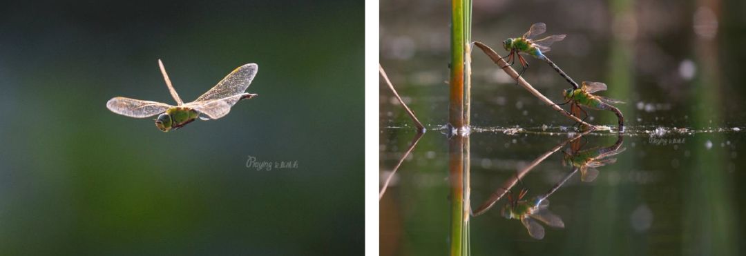 身边没有野生动物？也许是你不够慢