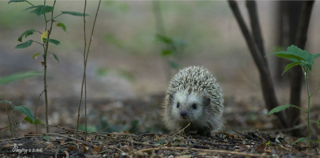 身边没有野生动物？也许是你不够慢