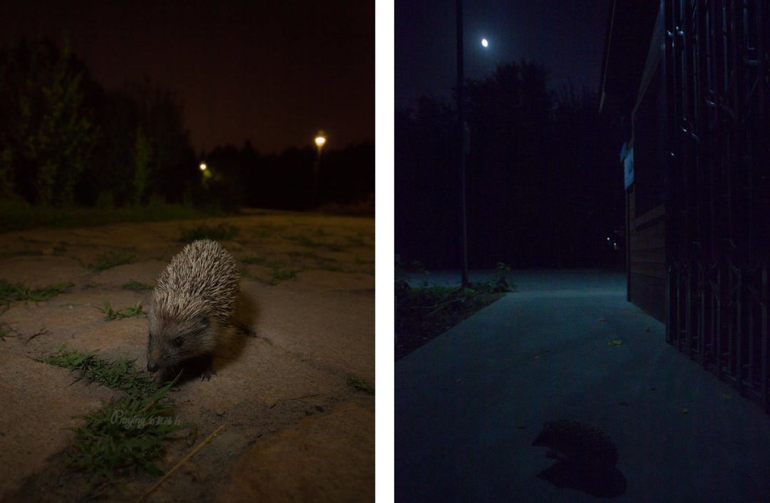 身边没有野生动物？也许是你不够慢