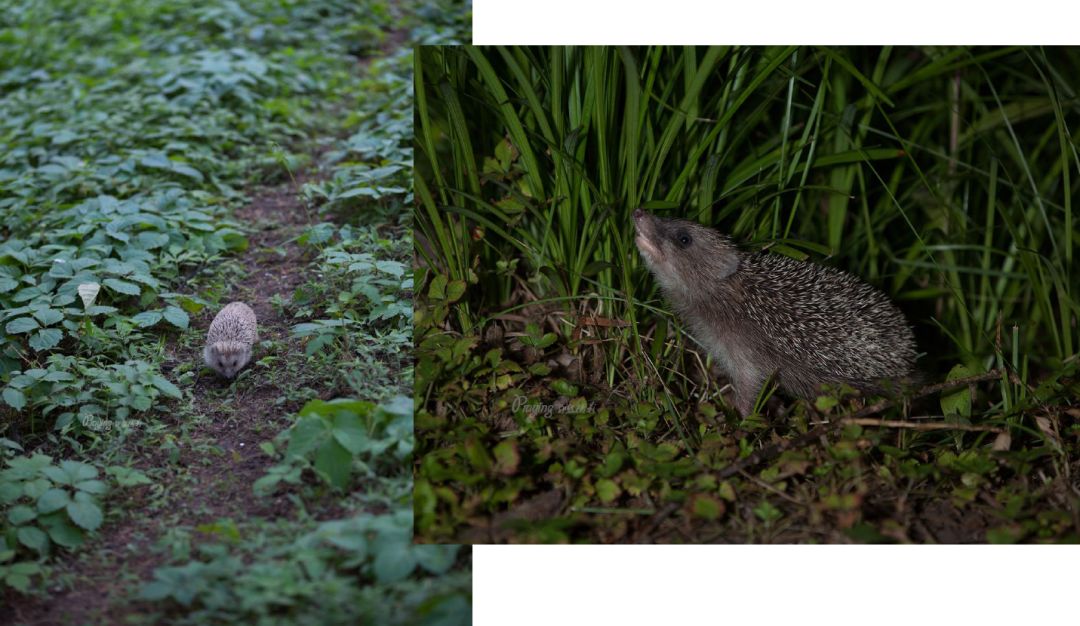 身边没有野生动物？也许是你不够慢