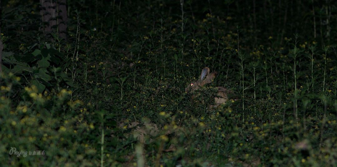 身边没有野生动物？也许是你不够慢