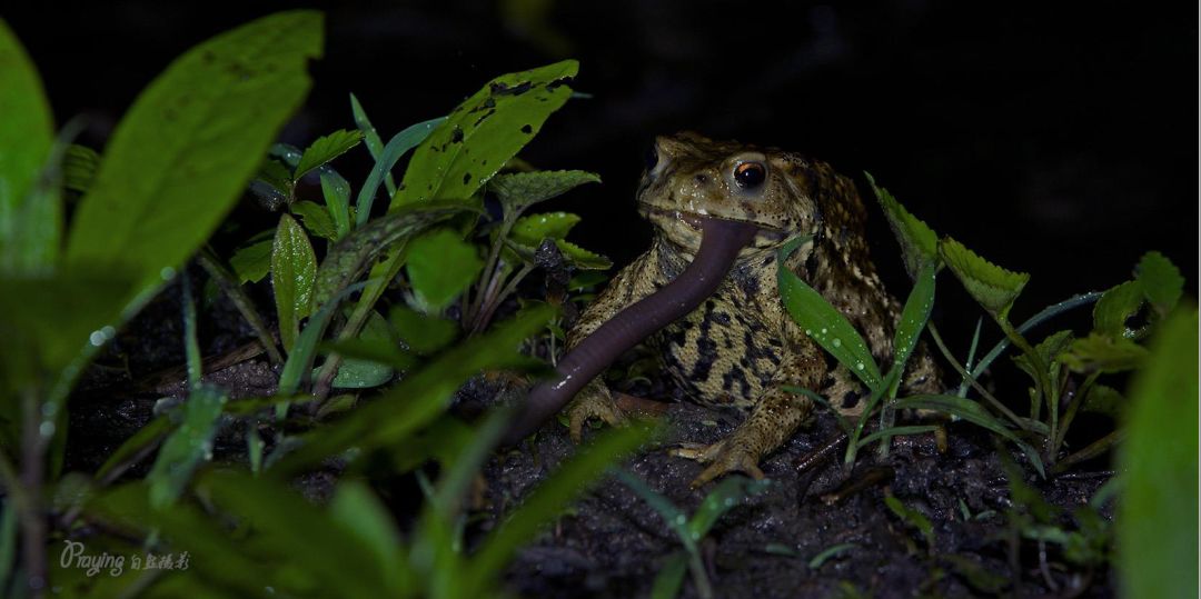 身边没有野生动物？也许是你不够慢