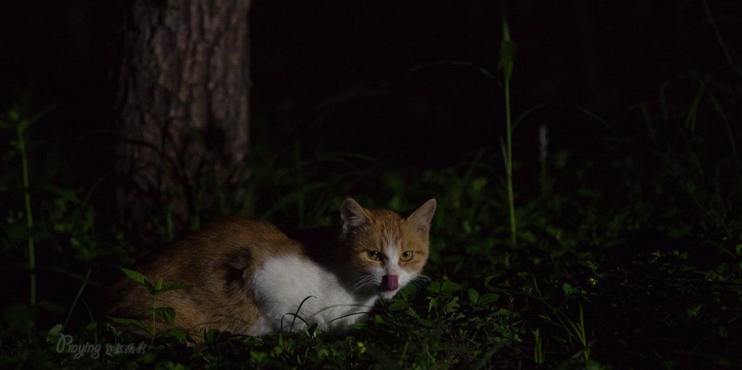 身边没有野生动物？也许是你不够慢