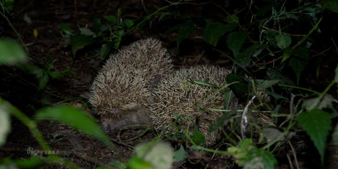 身边没有野生动物？也许是你不够慢