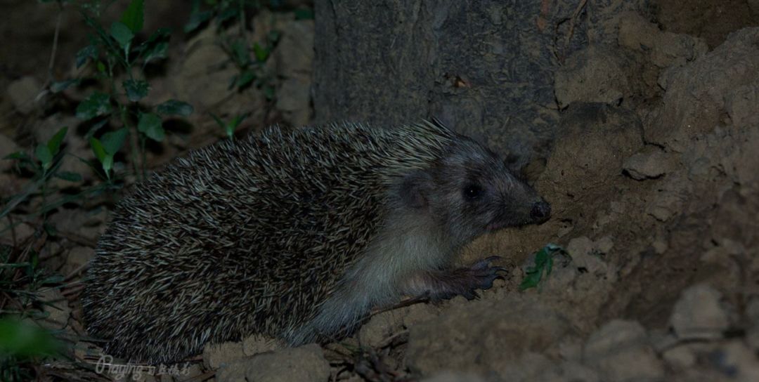 身边没有野生动物？也许是你不够慢