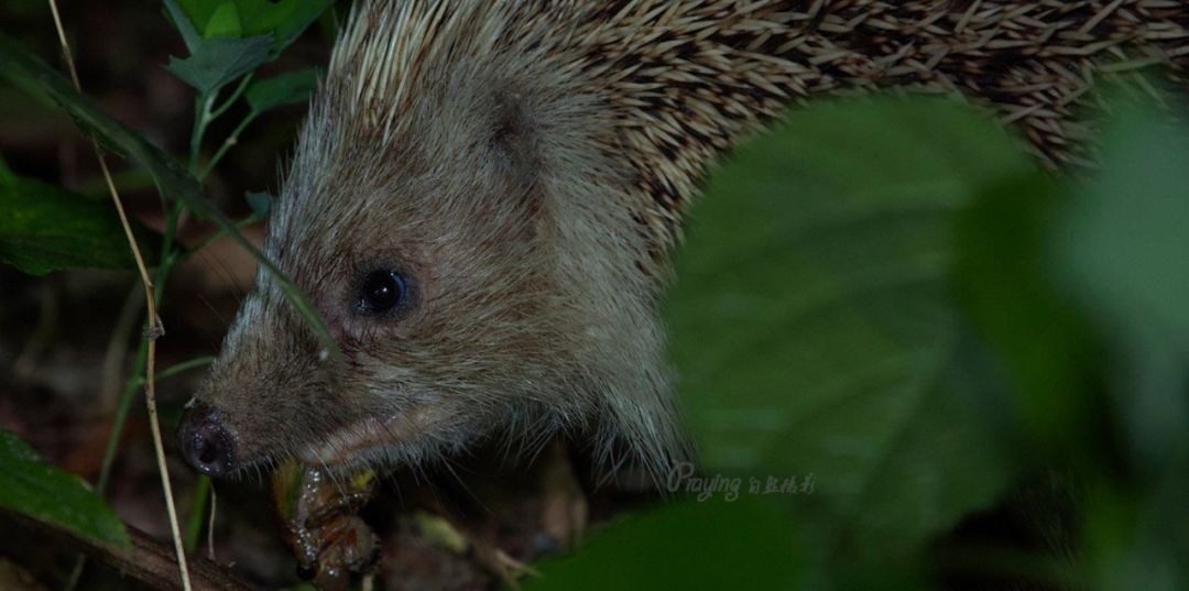 身边没有野生动物？也许是你不够慢