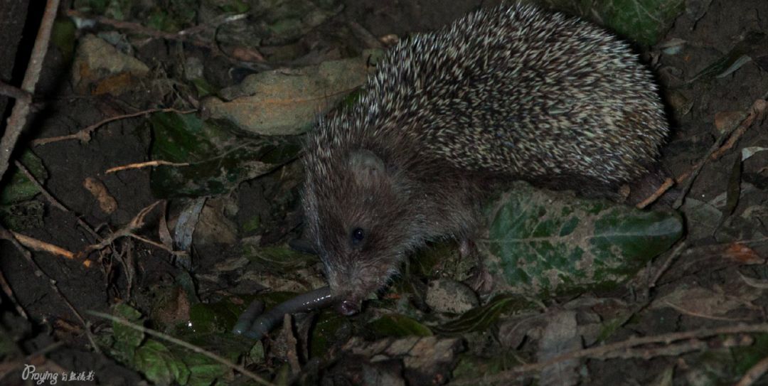 身边没有野生动物？也许是你不够慢