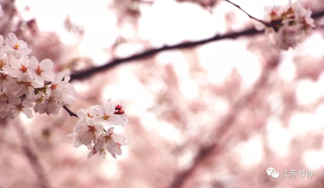 顾城的经典诗句感悟,顾城最经典的十首诗词