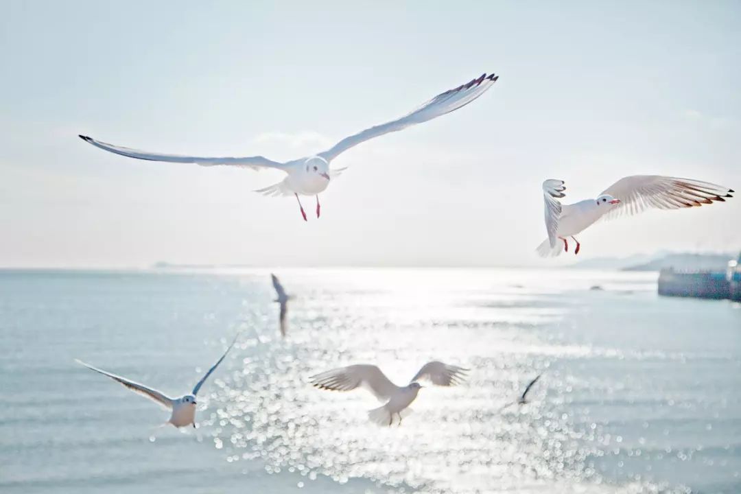 济青高铁青岛段新消息,济青高铁什么时候开通