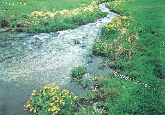 山崎威士忌的五十个秘密,山崎为什么是小众威士忌