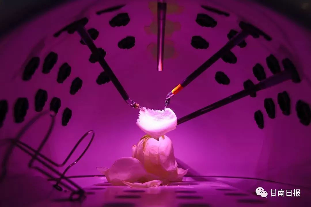 2020年度新华社照片,新华社2018年度图片精选