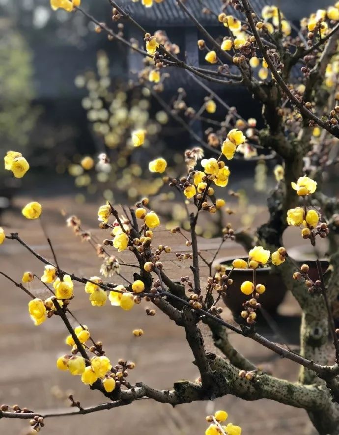 腊梅花的香味沁人心脾,腊梅花开香味扑鼻